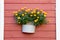Closeup of small potted marigolds on a wooden wall under the sunlight