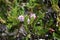 Closeup of a small purple bottle brush.