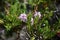 Closeup of a small purple bottle brush.