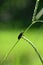 closeup the small red black color firefly beetle insect hold on grass plant leaf soft focus natural green brown background