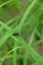 closeup the small red black color firefly beetle insect hold on paddy plant leaf soft focus natural green brown background