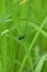 closeup the small red black color firefly beetle insect hold on paddy plant leaf soft focus natural green brown background