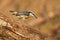 Closeup of a small red-breasted nuthatch perched on a wooden tree trunk