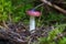 Closeup of small red mushroom in the forest in algonquine national park Canada