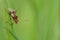Closeup on a small red Rhopalid scentless plant bug, Rhopalus subrufus on a green blade of grass