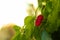 Closeup of a small red very hot chilli pepper being grown at home, tiny vegetable surrounded by green fresh leaves