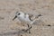 Closeup of the small Sanderling bird walking on the sandy beach