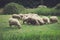 Closeup of small sheep flock grazing on meadow