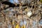 Closeup of a small sparrow, Passer standing camouflaged in tree branches