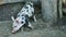 Closeup small spotted domestic pig looks for food