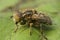 Closeup on the small spotty-eyed dronefly, Eristalinus sepulchralis sitting on a green leaf