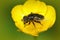 Closeup on a small spotty-eyed dronefly , Eristalinus sepulchralis sitting in a yellow buttercup flower , Ranunculus