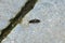 Closeup on a small springtail , Orchesella cincta sitting on a stone