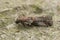 Closeup on the small thicket knot-horn moth, Acrobasis suavella, sitting on wood in the garden