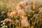 Closeup of a small thistle