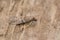 Closeup on the small Tobacco Moth, Ephestia elutella, sitting on wood