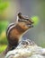 Closeup of a Small Uinta Chipmunk Sitting on a Rock