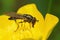 Closeup on a small Variable duskyface hoverfly, Melanostoma mellinum, sitting in a yellow buttercup flower