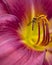 A closeup of a small wasp collecting pollen from stamens of a pink daylilly flower.