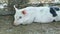 Closeup small white domestic pig rest on ground