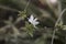 Closeup of the small white flower of the Chlorophytum comosum plant