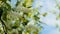 Closeup small white flowers on bird-cherry tree branch