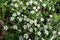 Closeup of small white flowers of Cotoneaster horizontalis