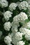 Closeup of small white flowers of spirea