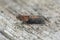 Closeup on a small Willow Knot-horn moth, Sciota adelphella sitting on wood