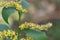 Closeup of the small yellow solidago caesia flowers