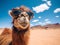 closeup of smiling camel with glasses in desert