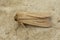 Closeup on the Smoky wainscot, Mythimna impura, sitting on a stone