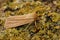 Closeup on the Smoky wainscot owlet moth, Mythimna impura sitting on a lichen covered wood