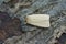 Closeup on a smoky wainscot owlet moth, Mythimna impura sitting on wood