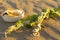 Closeup of smudge sticks on a sandy beach on a sunny day and shells