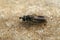 Closeup on a Smudge-winged Pipiza lugubris hoverfly, sitting on a stone