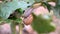 Closeup of snail escargot sliding on green grape leaf.