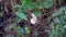 Closeup of snail escargot sliding on green grape leaf.