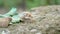 Closeup of snail escargot sliding on green grape leaf.