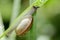 Closeup snail on green leaf.
