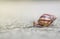 Closeup a snail moving on street floor in the outdoor textured background