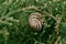 Closeup snail shell on green leaves after rain