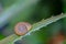 Closeup of a snail sitting on an Aloe leaf surrounded by greenery with a blurry background