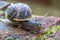 Closeup of a snail sliding on a mossy stone in a garden