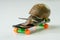 Closeup of a Snail on a small plastic skateboard with a white background