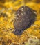 Closeup of a snail in a swamp