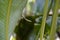 Closeup of a snake looking out behind green leaves of a plant