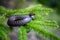 Closeup snake poisonous viper in summer on branch the of tree