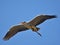 A closeup snapshot of flying heron