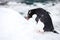 Closeup of a snares penguin standing on the ground covered in the snow in Hokkaido in Japan
